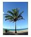 Coconut Palm Tree Anini Beach Kauai Hawaii Photographic Poster Print by Miska Slock, 20x24