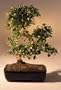 LOUSBONSAINURSERY IMPORTED FLOWERING FUKIEN TEA INDOOR BONSAI TREE (FLOWERS