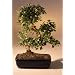 LOUSBONSAINURSERY IMPORTED FLOWERING FUKIEN TEA INDOOR BONSAI TREE (FLOWERS