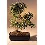 LOUSBONSAINURSERY IMPORTED FLOWERING FUKIEN TEA INDOOR BONSAI TREE (FLOWERS