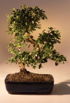 LOUSBONSAINURSERY IMPORTED FLOWERING FUKIEN TEA INDOOR BONSAI TREE (FLOWERS