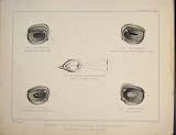Anatomy Of Animals Eye Of Horse In Health And Disease