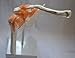 Cranstein A-332 Shoulder Joint Model - Anatomy, Skeleton