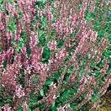 Meadow Sage Rose Queen - 25 Plants - Salvia