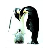 (16x20) Penguins (Parents & Baby) Art Poster Print