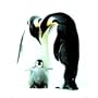 (16x20) Penguins (Parents & Baby) Art Poster Print