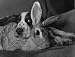 Teal the Spaniel Pup has a Quiet Word with Peter the Chinchilla Rabbit, 1960, Art Poster by Retro