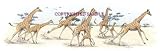Giraffe - Drawing by Cindy Farmer