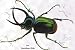 Art Poster, Beetle: Scarabaeus Atlas of Java #1 - 27.5 x 18.75