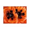Oriental Poppies Art Poster Print by Georgia O'Keeffe, 14x11 Fine Art Poster Print by Georgia O'Keeffe, 14x11