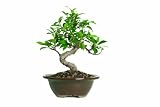 Save on Brussel's Golden Gate Ficus Bonsai by Brussel's Bonsai