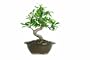 Brussel's Golden Gate Ficus Bonsai