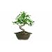 Brussel's Golden Gate Ficus Bonsai