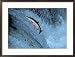 Red Salmon Swimming Upstream, Katmai, AK Collections Framed Photographic Poster Print by Kyle Krause, 29x21