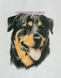 Rottweiler - Portrait by Cindy Farmer