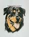 Rottweiler - Portrait by Cindy Farmer