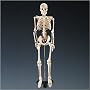Halloween Mr. Thrifty Skeleton (WCP-1) 1st Quality