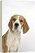 Dog - Beagle Puppy sitting down - 20 Inch Canvas Print (51 cm) by Ardea