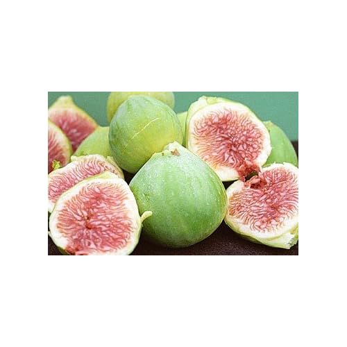 White Genoa Fig Tree in Soil, 5 by 10 Inch Container
