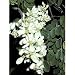 25 Seeds Moringa oleifera Drumstick Tree Seeds