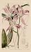 1840 Hand Painted Antique Print of the Autumnal Laelia - $129