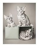 Bengal Kittens, Art Poster by Rachael Hale