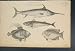 Acanthopterygii Swordfish Mackarell Guttatus Doree