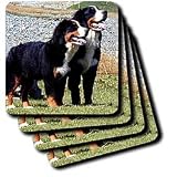 Dogs Bernese Mountain Dog - Bernese Mountain Dog - Coasters