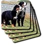 Dogs Bernese Mountain Dog - Bernese Mountain Dog - Coasters