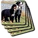 Dogs Bernese Mountain Dog - Bernese Mountain Dog - Coasters