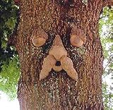 Jack Tree Face