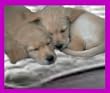 MAGNETIC THERAPY Super Large Pet Pad for PAIN RELIEF