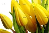 Thumbnail image for ‘Frühlingstulpen’ Wall Decal – 72″W x 48″H Removable Graphic
