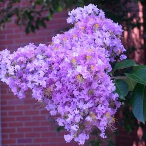 Muskogee Crape Myrtle 'Lagerstroemia indica x fauriei' - 12 Muskogee Crape Myrtle 'Lagerstroemia indica x fauriei' - 12