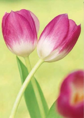 Tulip Dance Garden Flag
