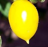 Galapagos Island Tomato 5 Seeds - VERY RARE! - FREE SHIPPING ON ADDITIONAL HIRTS SEEDS ORDERED & PAID WITH ONE PAYMENT!