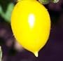 Galapagos Island Tomato 5 Seeds - VERY RARE!
