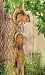 Squirrel Tree Decor Squirrel Tree Decor