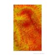 Kangaroo Paw Abstract Photographic Poster Print by awokenlust, 8x10