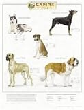 Canine Working Group
