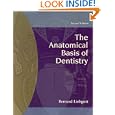 The Anatomical Basis of Dentistry by Bernard Liebgott
