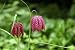 Leopard Lily, or Snak'e Head - 24