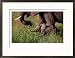 Baby African Elephant and Mother Walking Through Grass, Masai Mara National Reserve, Kenya Collections Framed Photographic Poster Print by Mason Florence, 29x21
