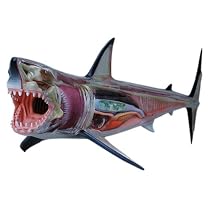 スカイネット 立体パズル 4D VISION 動物解剖 No.02 ホホジロ鮫解剖モデル