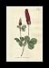Reprint Crimson Trefoil, Clover, Italian Clover, Crimson Clover 1796