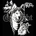 Siberian Husky Womens Scoop Neck T-Shirt