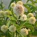 Honigball (Knopfblume) - Cephalanthus occidentalis 5K