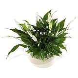 Review Flowers Direct  / Beautiful Peace Lily planted bowl - Send a Beautiful Plant Gift or Planted Arrangement