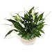 Beautiful Peace Lily planted bowl - Send a Beautiful Plant Gift or Planted Arrangement