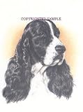 Springer Spaniel - Portrait by Cindy Farmer